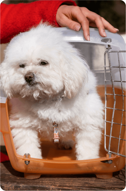 บริการเช่าสุนัข